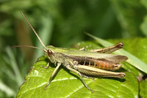 Réf. 294 073 : Chorthippus dorsatus dorsatus